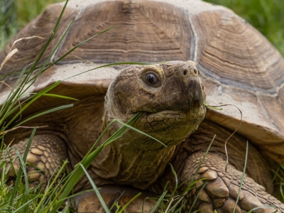 Afrikaanse sporenschildpad - De Zonnegloed - Dierenpark - Dieren opvangcentrum - Sanctuary
